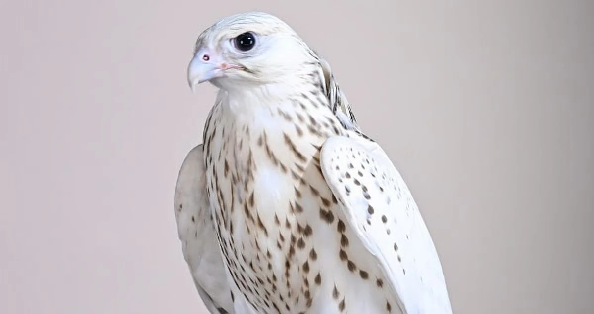 Rare White Falcon Sells for Dh1.5 Million at ADIHEX 2026 in Abu Dhabi, UAE
